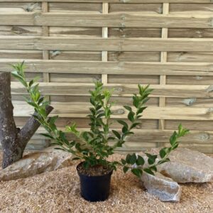 Forsythia X Intermedia Lynwood Gold Cont 3 L 40/60