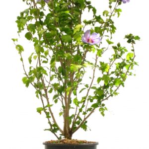 Hibiscus Syriacus Oiseau Bleu Cont 10 L 80/100