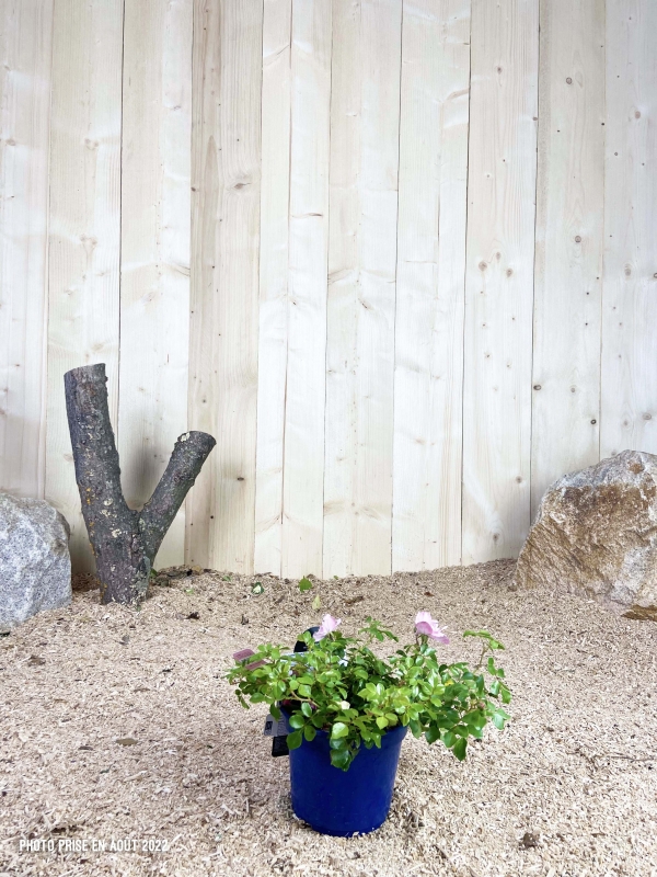 Rosa Mareva ® Cont bleu 2 L Touffe