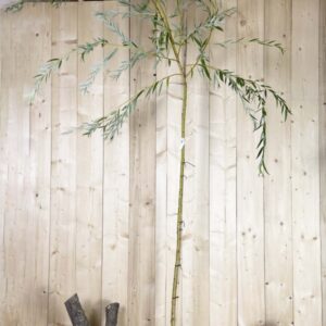 Salix Alba Tristis Cont 15 L Tige 6/8
