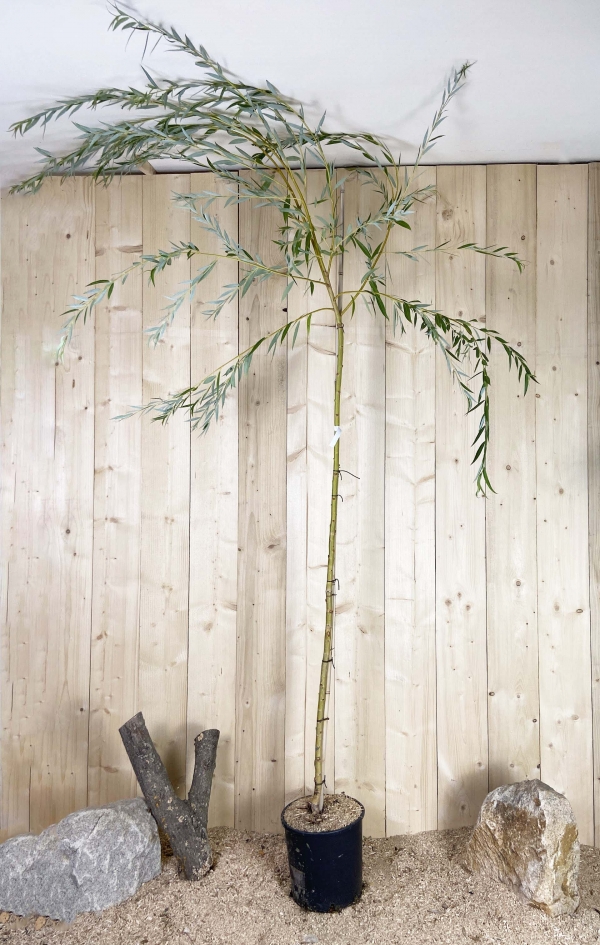 Salix Alba Tristis Cont 15 L Tige 6/8