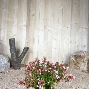 Abelia Grandiflora Cont 3 L 30/40
