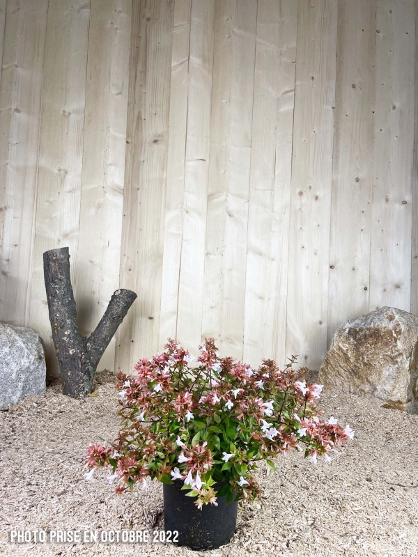 Abelia Grandiflora Cont 3 L 30/40
