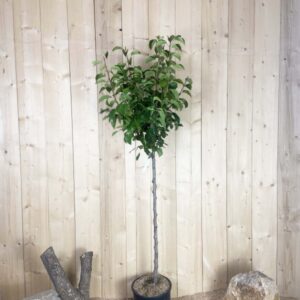 Pyrus Calleryana Chanticleer Cont 15 L 1/2 Tige 6/8