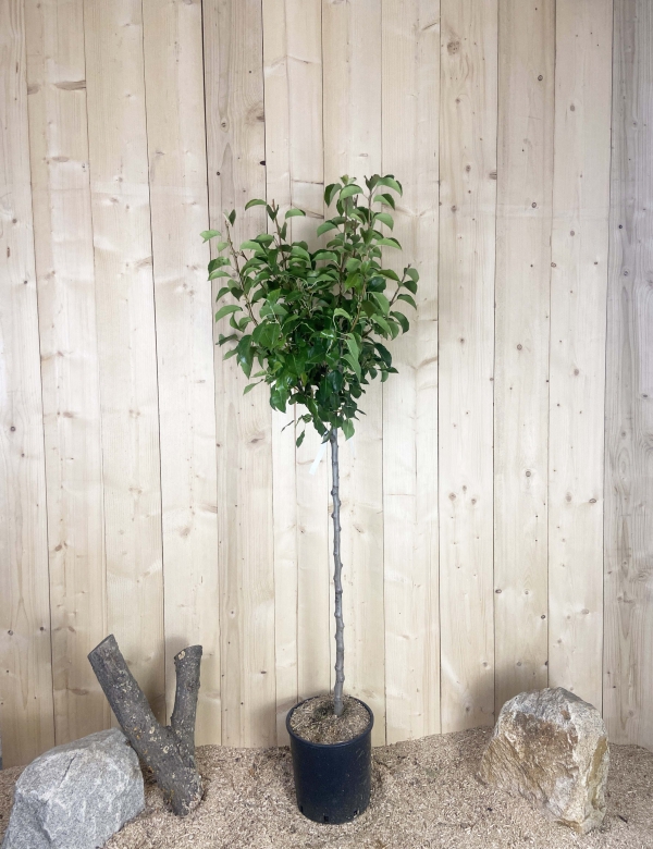Pyrus Calleryana Chanticleer Cont 15 L 1/2 Tige 6/8