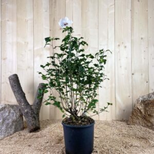 Hibiscus Syriacus Red Heart Cont 10 L 80/100