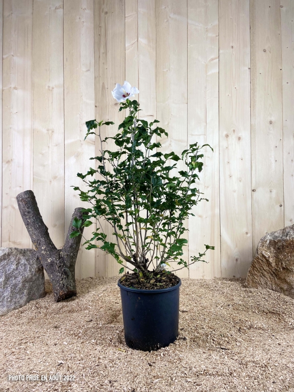 Hibiscus Syriacus Red Heart Cont 10 L 80/100