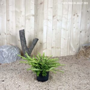 Lonicera Nitida Maigrün Cont 3 L 30/40