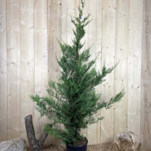 Cupressocyparis Leylandii Cont 15 L 175/200