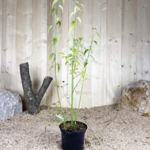 Kerria Japonica Pleniflora Cont 3 L 40/60