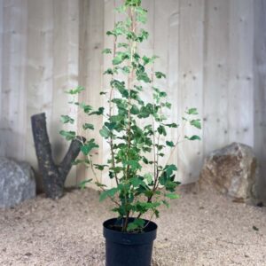 Ribes Sanguineum King Edward VII Cont 3 L 60/80