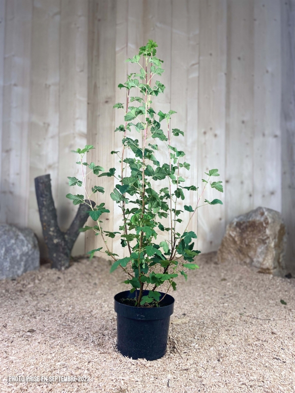 Ribes Sanguineum King Edward VII Cont 3 L 60/80