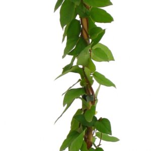 Lonicera Chinensis Cont 3 L 90/120