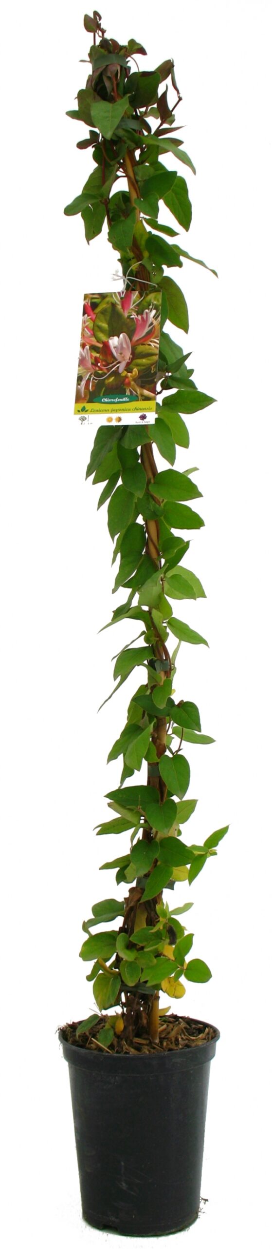 Lonicera Chinensis Cont 3 L 90/120
