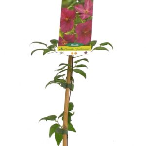 Clematis Jackmanii Cont 3 L 90/120