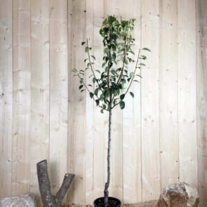 Pyrus Domestica William's Jaune Cont 10 L 1/2 Tige 6/8
