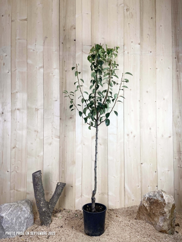 Pyrus Domestica William's Jaune Cont 10 L 1/2 Tige 6/8