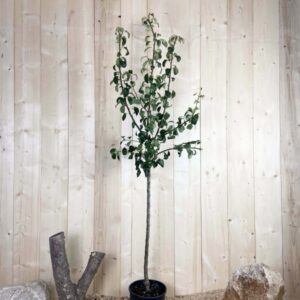 Pyrus Domestica Beurre Hardy Cont 10 L 1/2 Tige 6/8