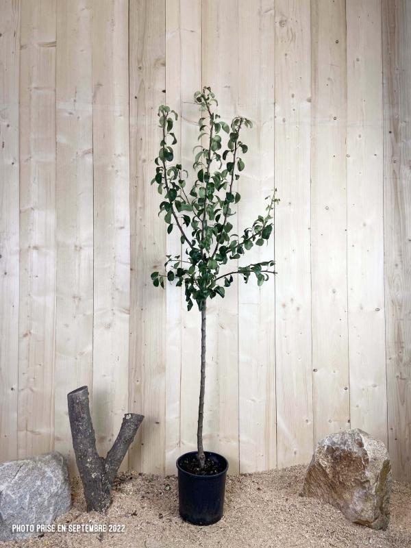 Pyrus Domestica Beurre Hardy Cont 10 L 1/2 Tige 6/8