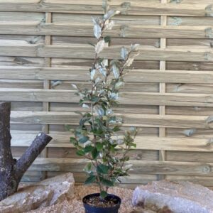 Elaeagnus Ebbingei Cont 3 L 40/60