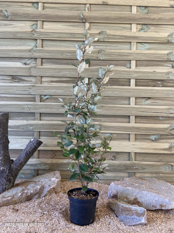 Elaeagnus Ebbingei Cont 3 L 40/60