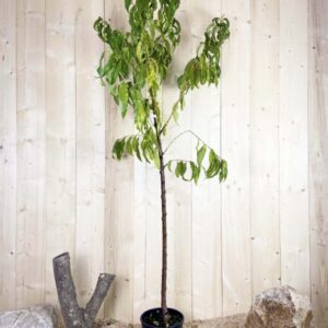 Prunus Persica Dixired Cont 10 L 1/2 Tige 6/8