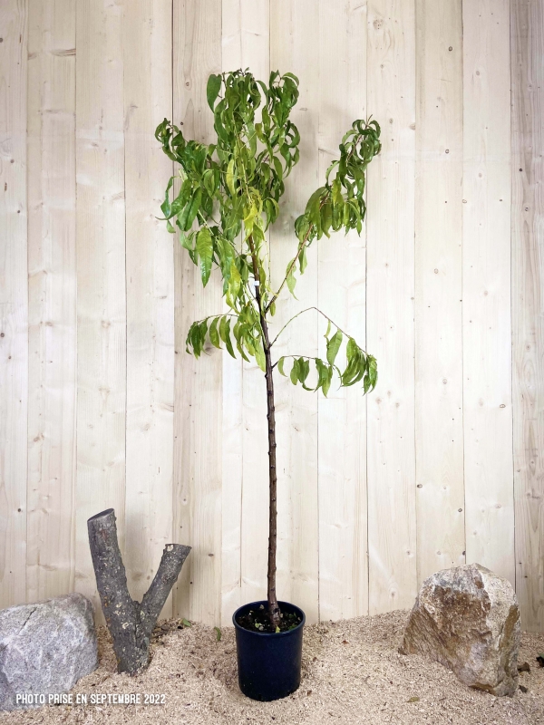 Prunus Persica Dixired Cont 10 L 1/2 Tige 6/8