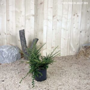 Cotoneaster Horizontalis Cont 3 L 30/40
