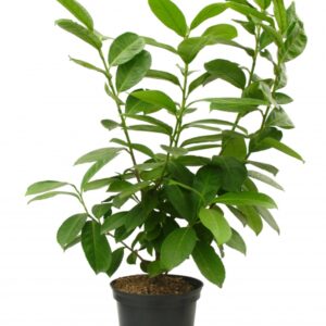 Prunus Laurocerasus Caucasica Cont 3 L 40/60