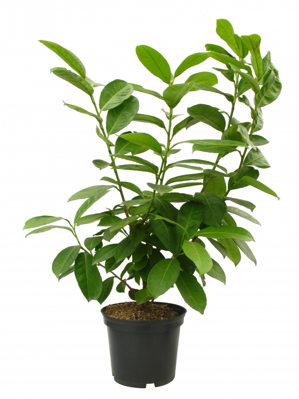 Prunus Laurocerasus Caucasica Cont 3 L 40/60