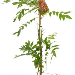 Wisteria Floribunda Rosea Cont 3 L 90/120