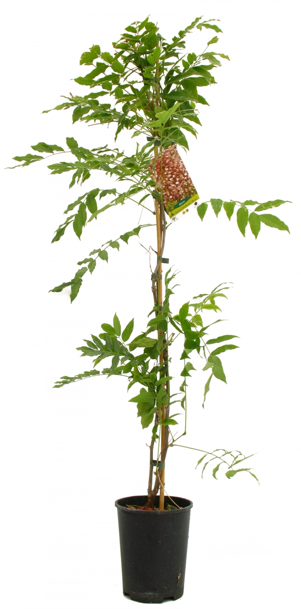 Wisteria Floribunda Rosea Cont 3 L 90/120
