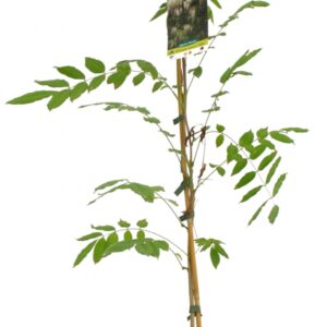 Wisteria Sinensis Alba Cont 3 L 90/120