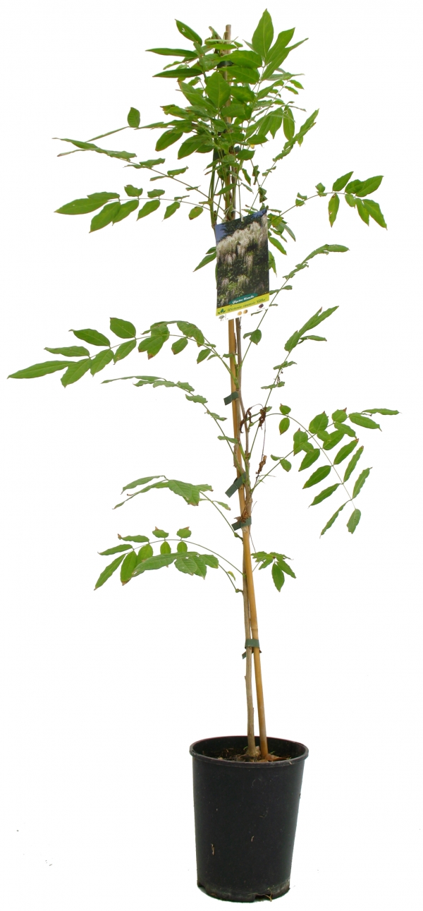 Wisteria Sinensis Alba Cont 3 L 90/120
