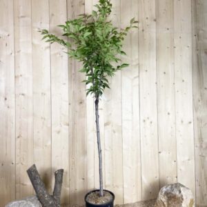 Prunus Subhirtella Autumnalis Blanc Cont 15 L 1/2 Tige 6/8