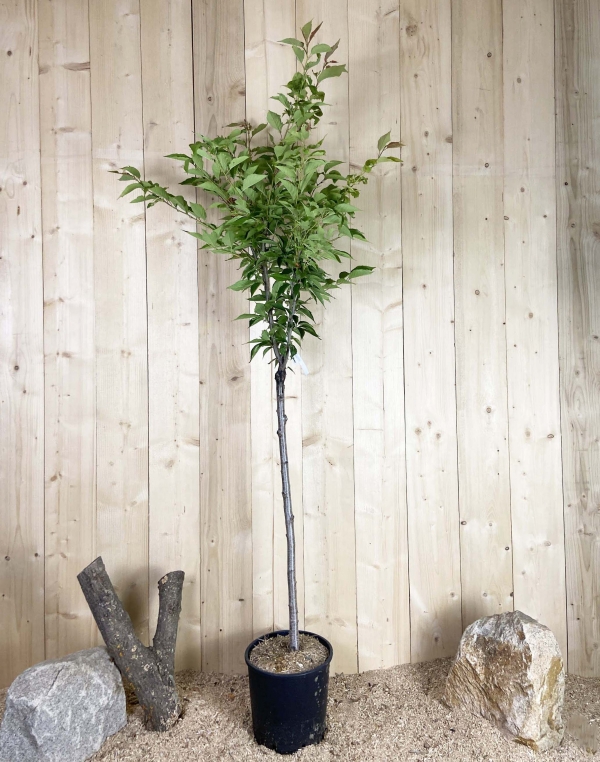 Prunus Subhirtella Autumnalis Blanc Cont 15 L 1/2 Tige 6/8