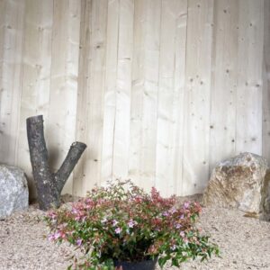 Abelia Edward Goucher Cont 3 L 30/40