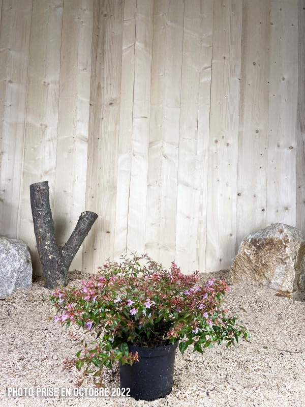 Abelia Edward Goucher Cont 3 L 30/40
