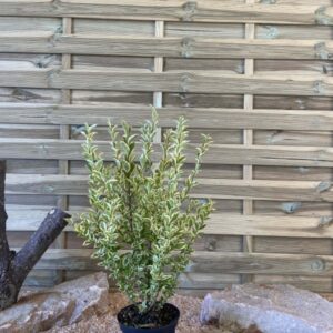 Ligustrum Ovalifolium Aureum Cont 3 L 40/60