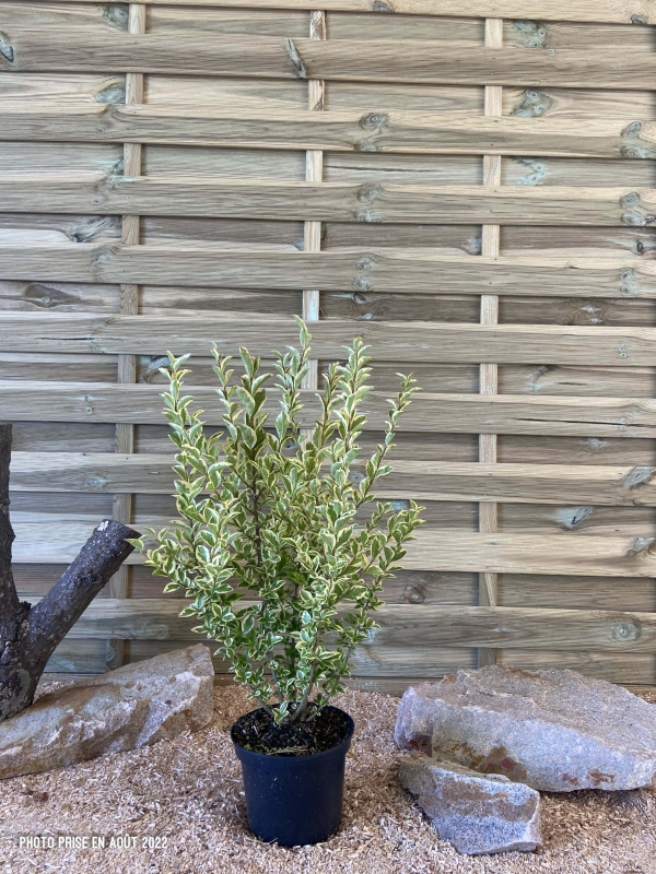 Ligustrum Ovalifolium Aureum Cont 3 L 40/60
