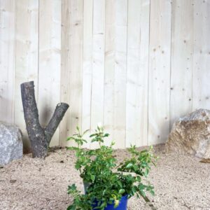 Rosa Opalia ® Cont bleu 2 L Touffe