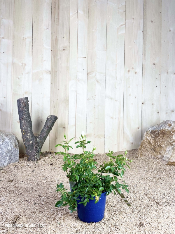 Rosa Opalia ® Cont bleu 2 L Touffe