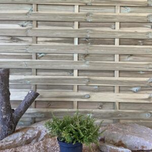 Lonicera Nitida Cont 3 L 20/30