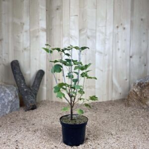 Ribes Rubrum Jonkheer Van Tets Cont 3 L Touffe