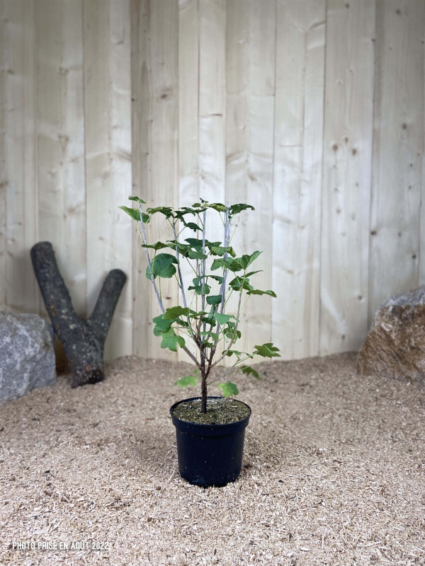 Ribes Rubrum Jonkheer Van Tets Cont 3 L Touffe