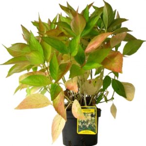 Hydrangea Paniculata Kyushu Cont 3 L 40/60