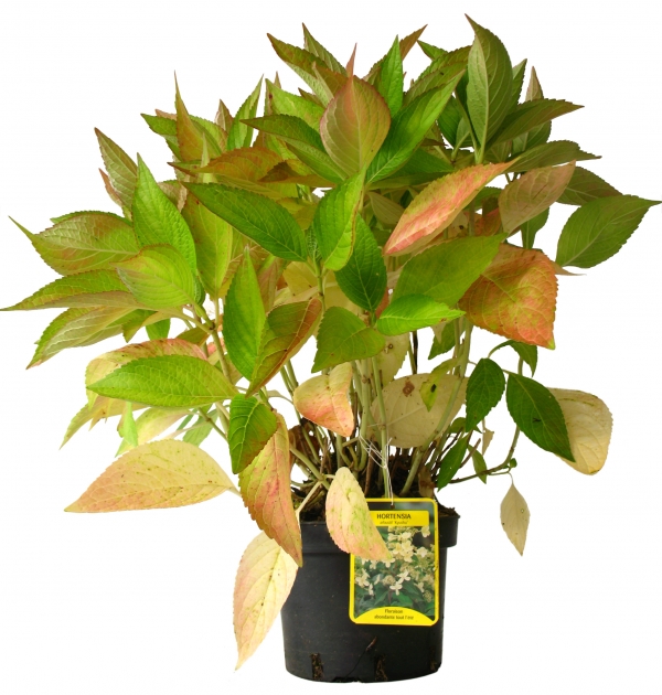 Hydrangea Paniculata Kyushu Cont 3 L 40/60