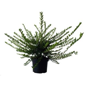 Lonicera Pileata Cont 3 L 20/30