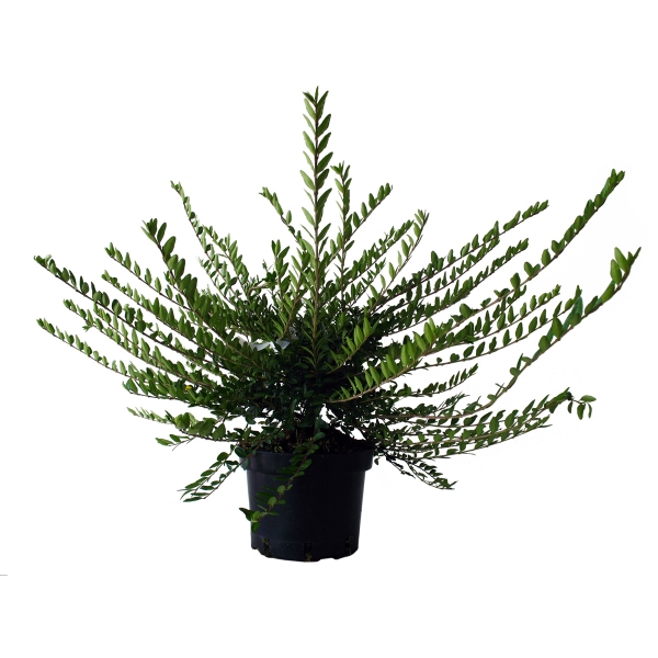 Lonicera Pileata Cont 3 L 20/30