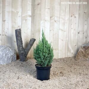Juniperus Chinensis Stricta Cont 3 L 30/40